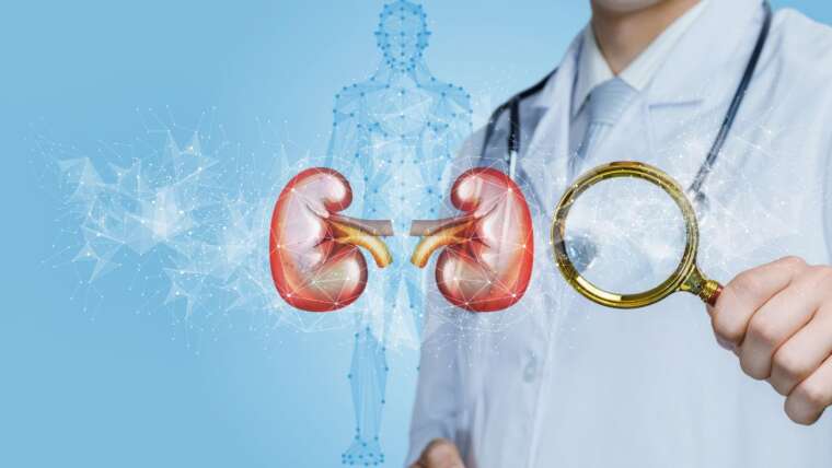 Colágeno faz mal para os rins? a relação entre o consumo e a saúde renal