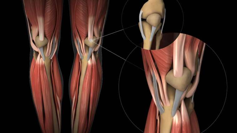 Colágeno para cartilagem do joelho: Como esse suplemento pode ajudar?